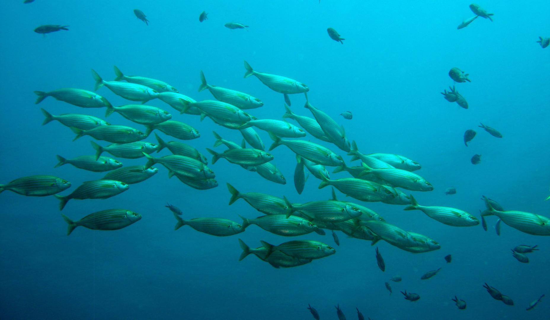 Banco de peces