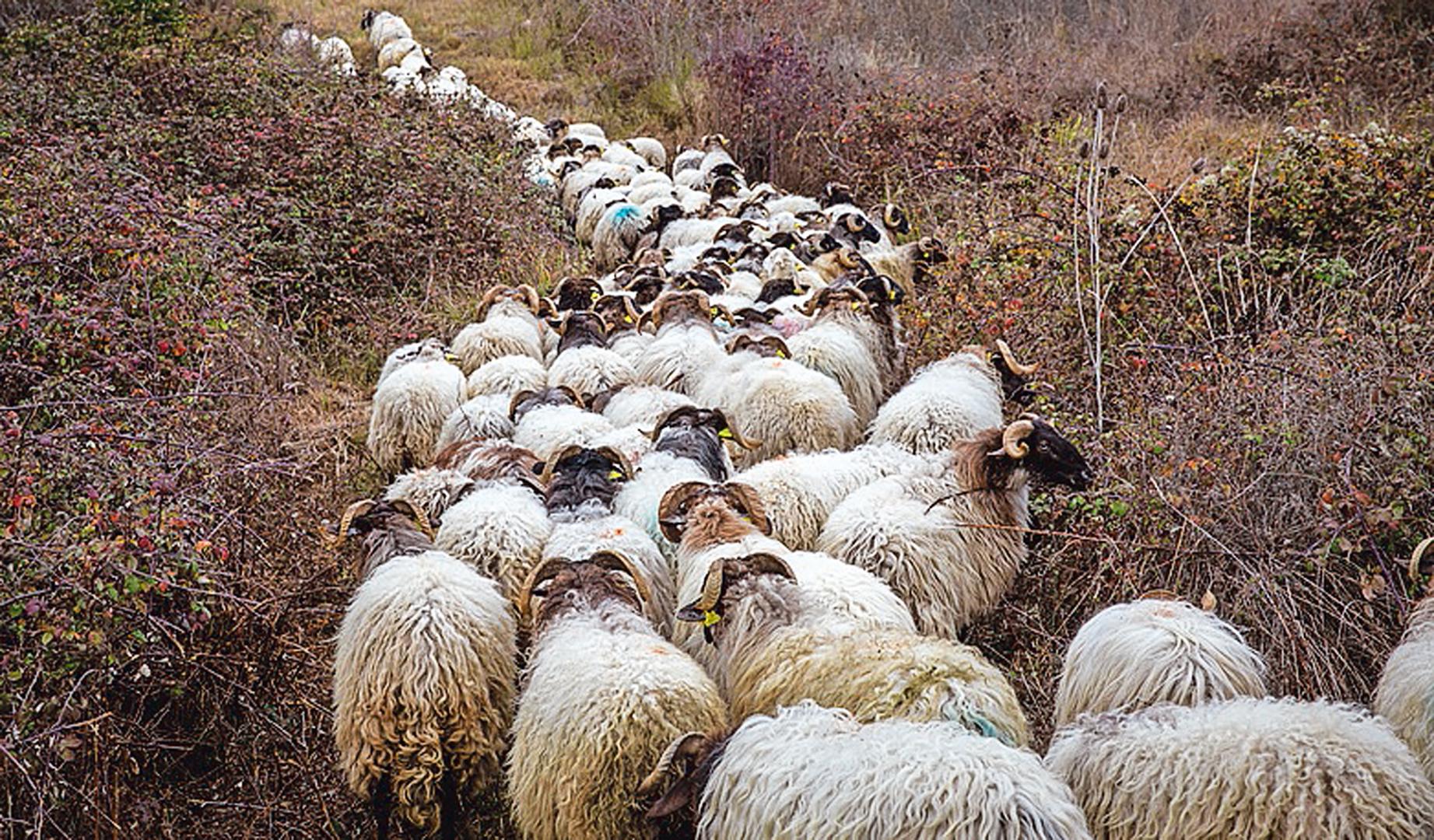 Las ovejas latxas que desde hace unos años limpian Ezkaba Txiki en Villava.