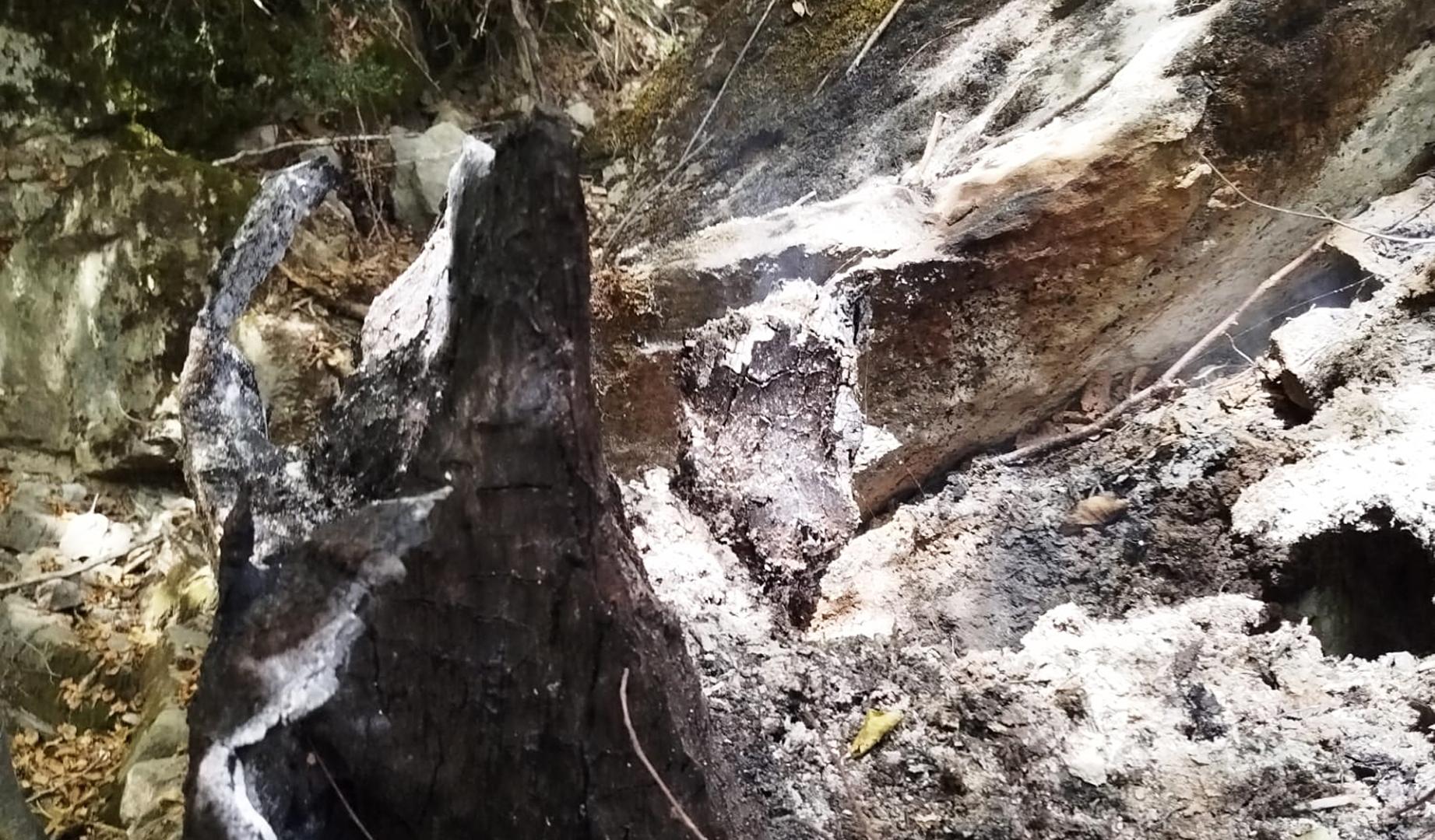 Detalle de un tronco quemado por el fuego de Urzqinqui