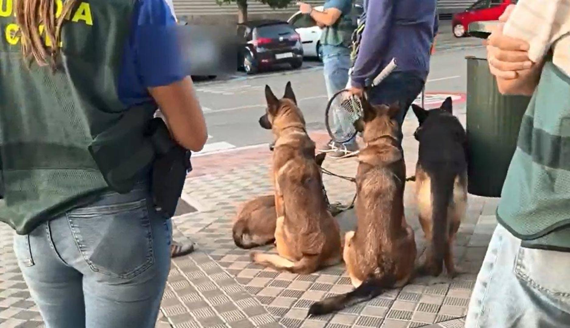 Cinco animales en la vivienda, cuatro del detenido. los agentes de Guardia Civil y Policía Foral que acudieron al domicilio de la avenida de Zaragoza quedaron a cargo de los cuatro perros propiedad del arrestado, cuatro perros pastores (en la imagen). Hasta que se resuelva la situación del investigado, fueron trasladados provisionalmente a la perrera municipal de la capital navarra.
