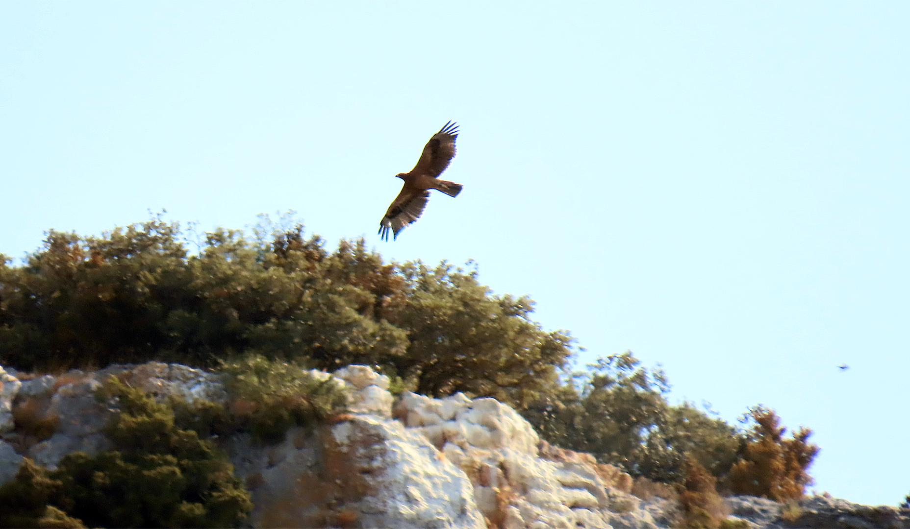 Las aves se han recuperado gracias a programas LIFE y medidas de restauración de su hábitat