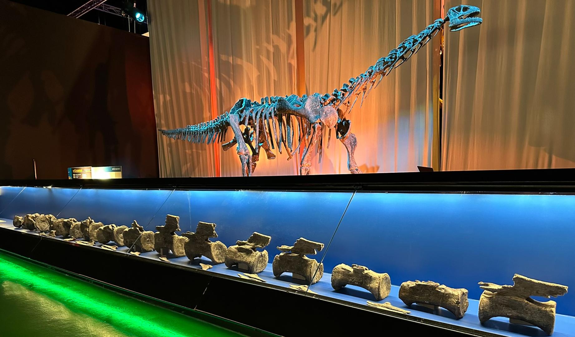 Paleontólogos de la Fundación Dinópolis, en España, han identificado en el yacimiento de La Tejería, en El Castellar (Teruel), fósiles de diplodocus