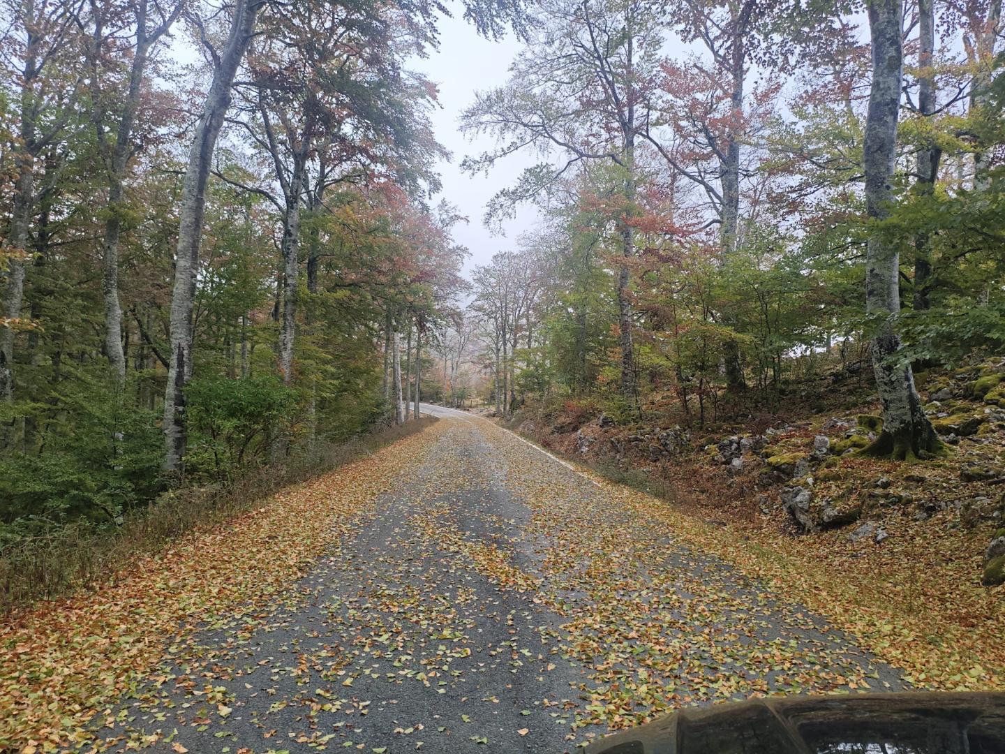 El otoño en la carretera que conecta Lekunberri con San Miguel de Aralar