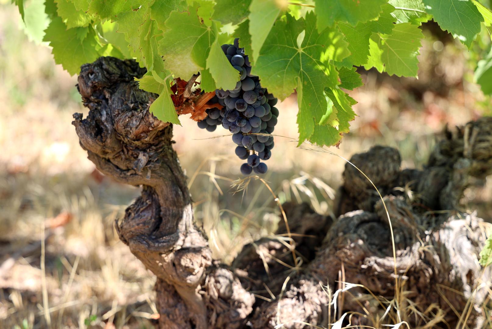 Imagen de una de las cenas centenarios del viñedo de Bodegas Alzania en lo que fue el señorío de Yániz, en Los Arcos