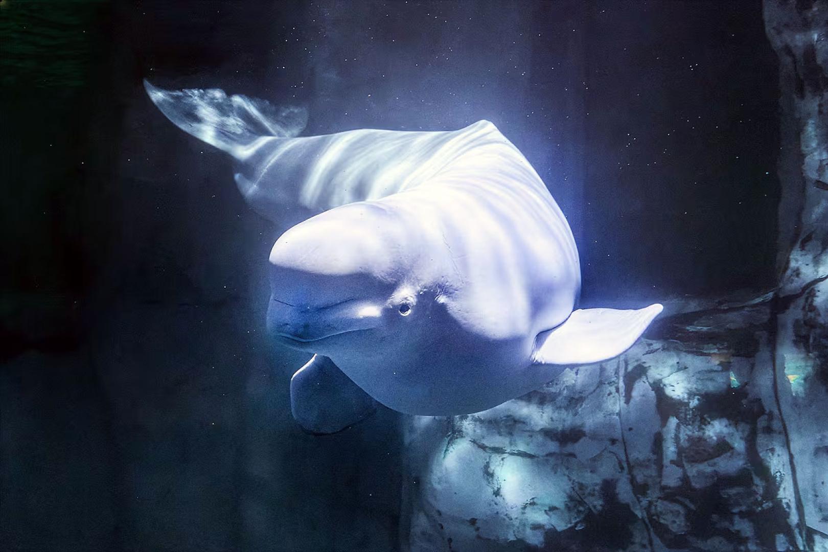 BELUGA