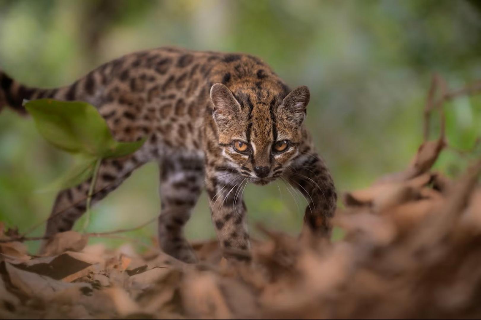 El felino silvestre Leopardus tilcayo fue identificado en los bosques de los Yungas bolivianos