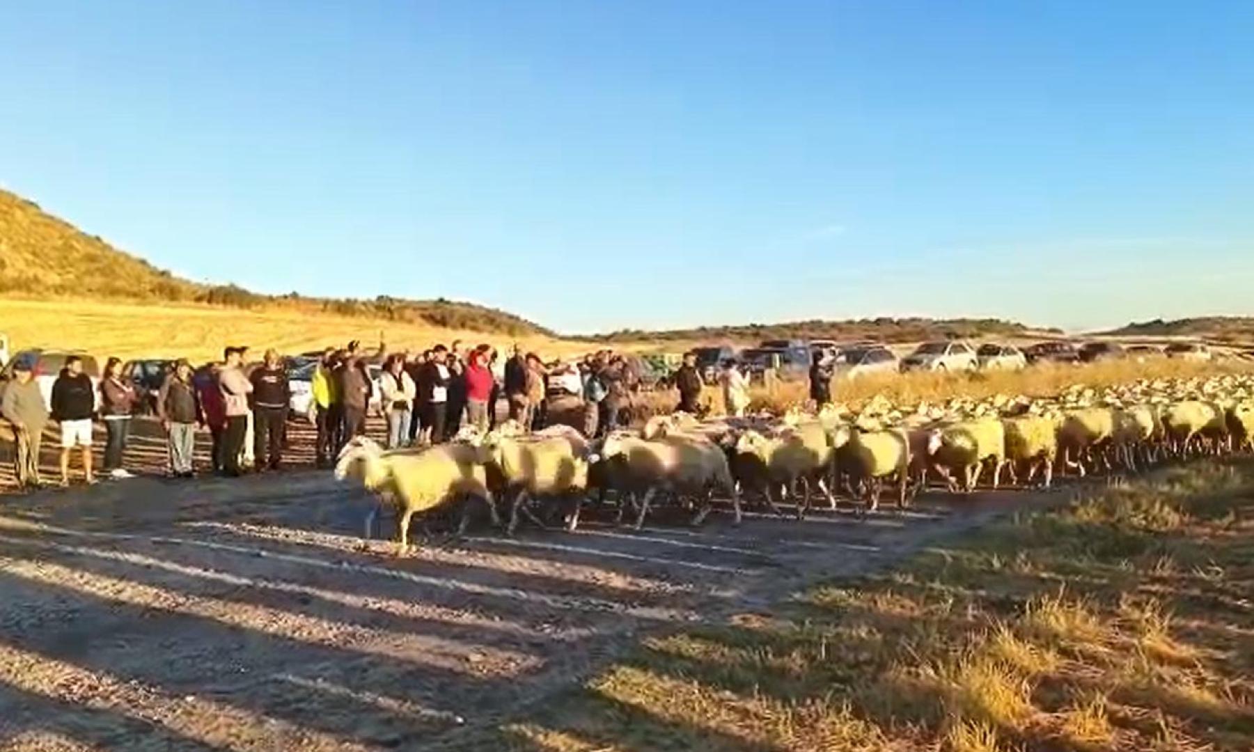 Entrada de los rebaños de ovejas a Bardenas Reales