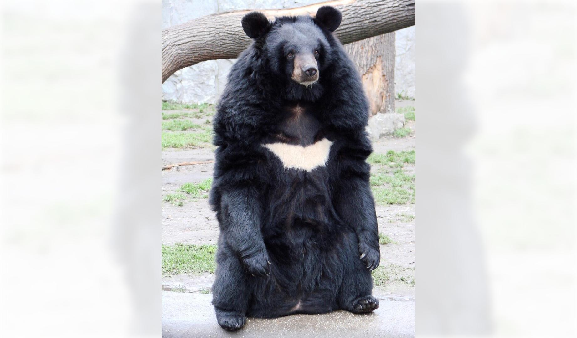 'Ursus thibetanus'