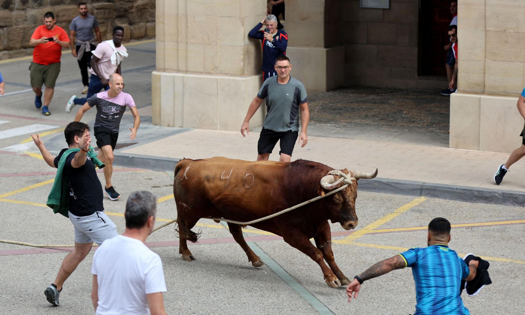 Imagen del toro con soga de Lodosa del pasado viernes 18 de septiembre