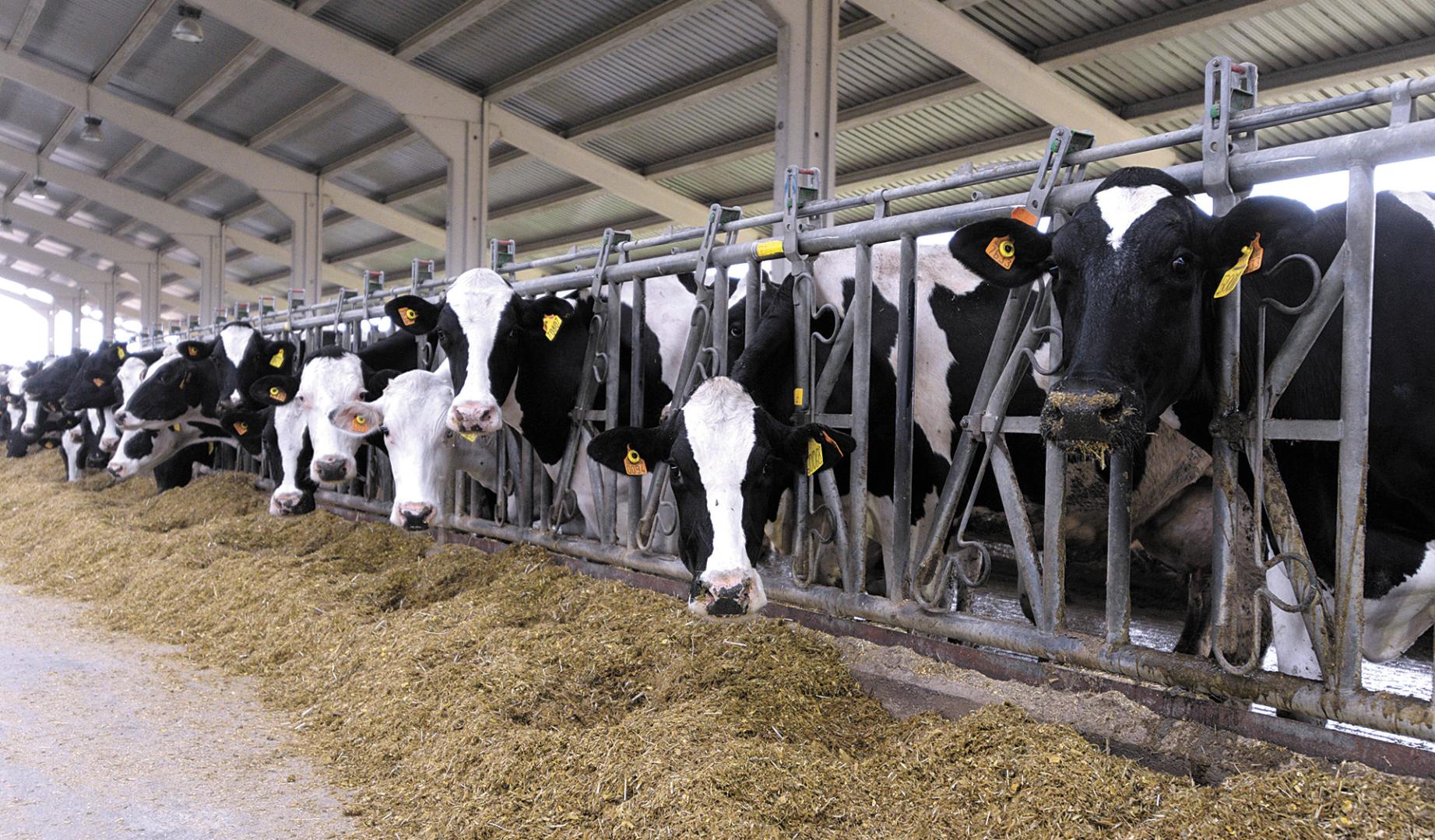 Imagen de las vacas de la biogranja de Caparroso, empresa vinculada a la planta de HTN.