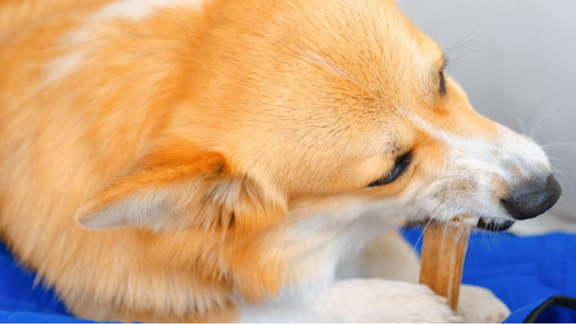 La masticación de los perros se ha demostrado que reduce las concentraciones de cortisol, tiene un efecto positivo en el rendimiento cognitivo y mejora la memoria de trabajo en perros ansiosos