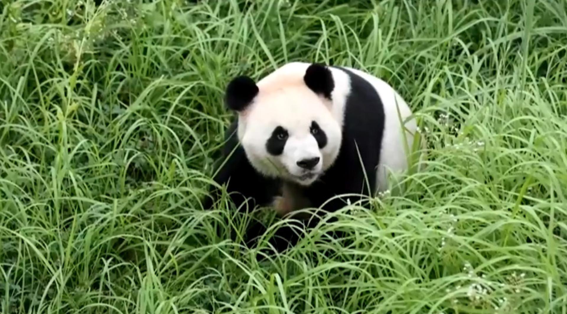 Uno de los panda