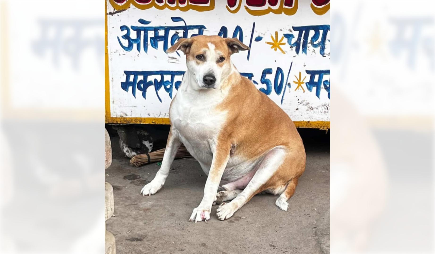 Uno de los perros del concurso que figura en la cuenta de Instagram 'Fat Dogs of Delhi'