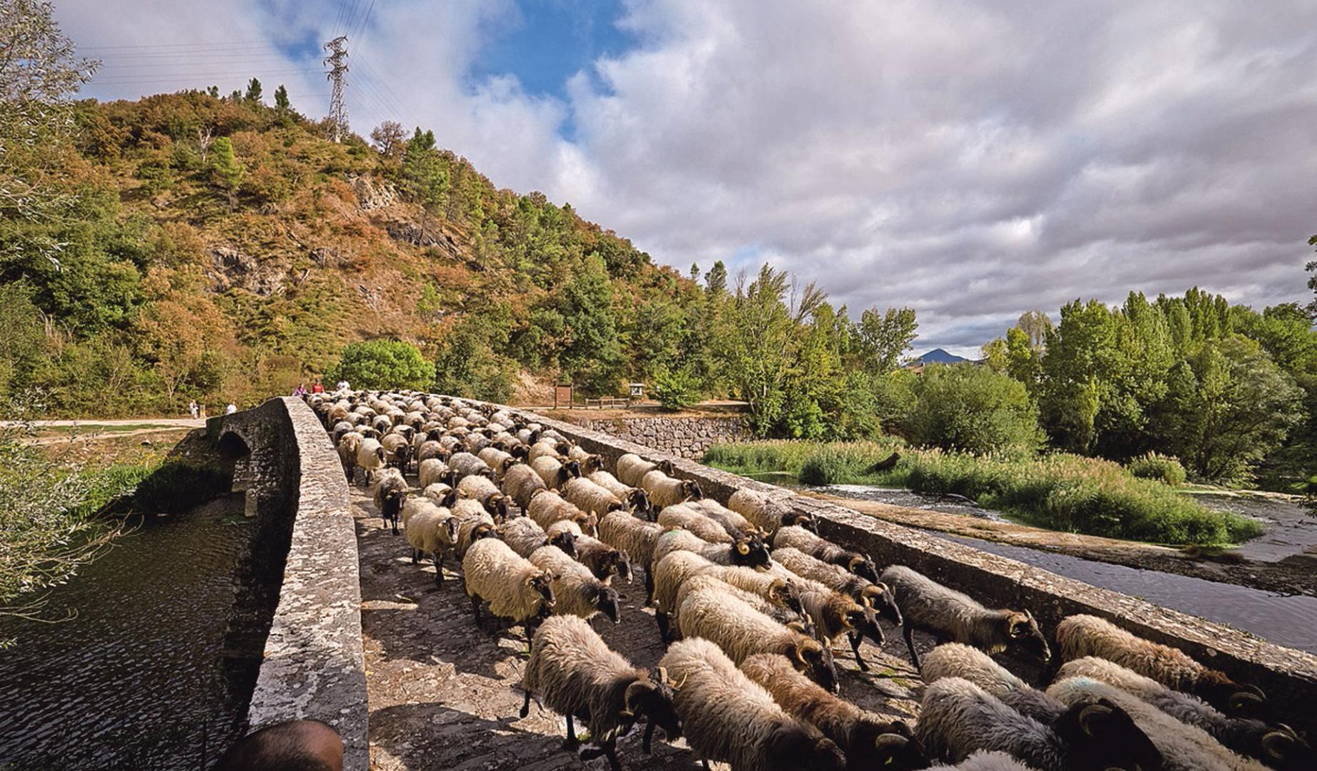 El rebaño de ovejas latxas cruza el puente de la Trinidad de Arre sobre el río Ultzama.