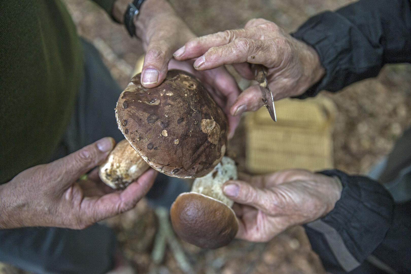 Dos hongos, recogidos en un punto del norte de Navarra.