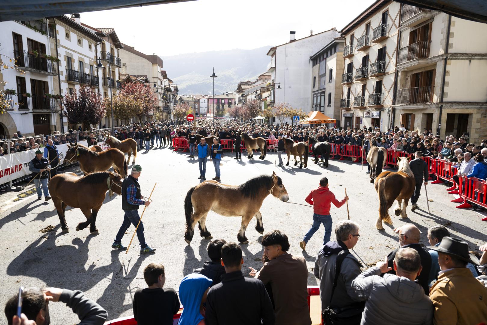 Los ejemplares desfilan ante la multitud que se acercó ayer al concurso caballar de Alsasua.