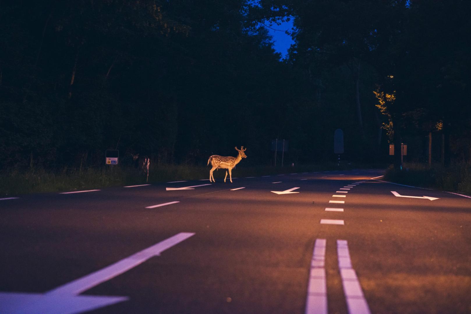 Hasta el 30 de septiembre se habían contabilizado 731 sucesos de atropellos a animales en nuestro país