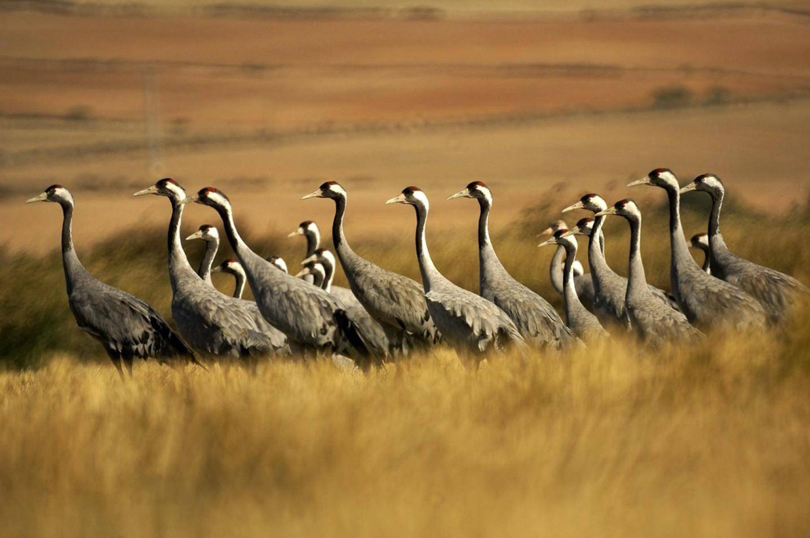 Ejemplares de grulla descansan en el embalse de La Mueda, entre Aibar y Sangüesa