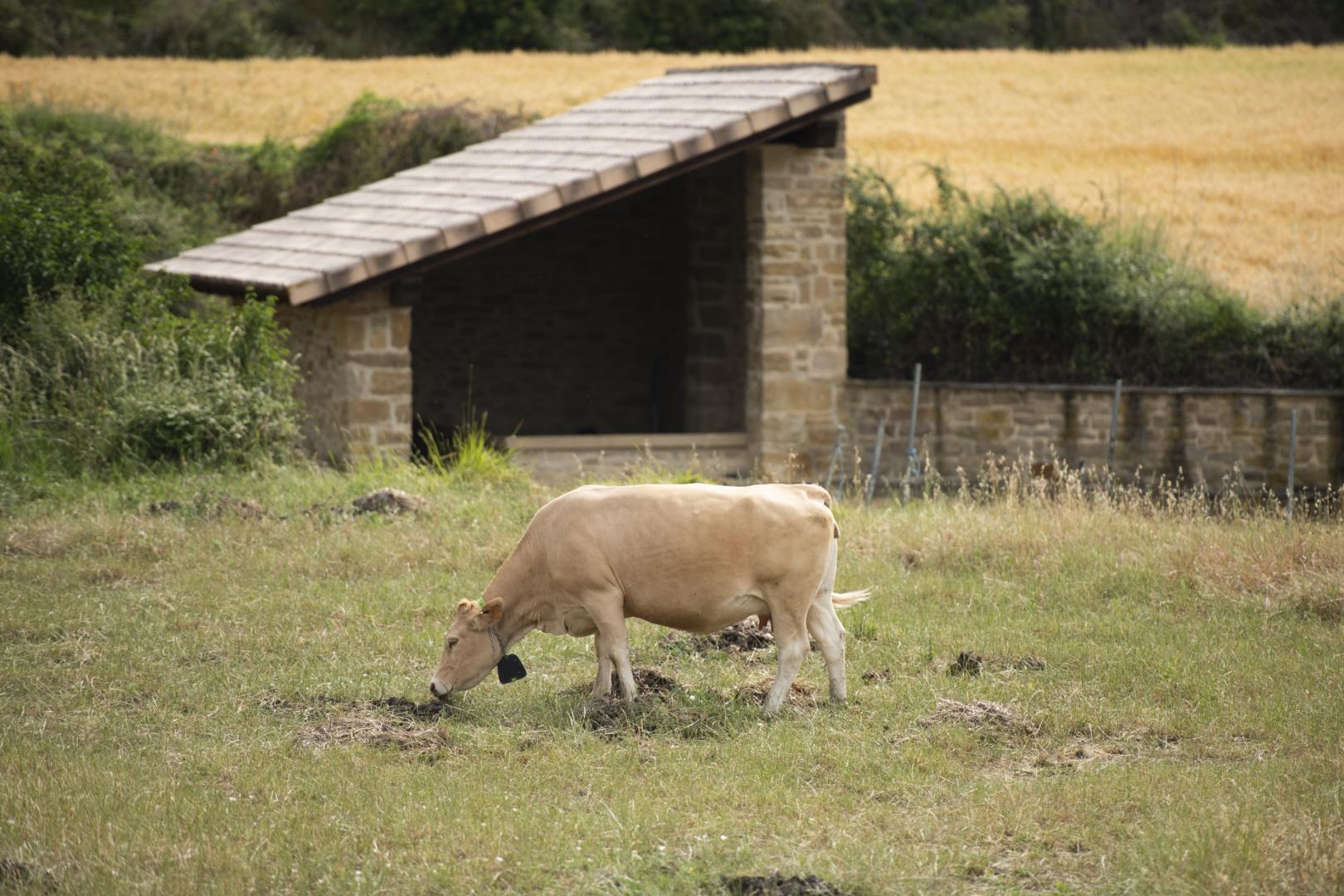 Una vaca pirenaica pastando