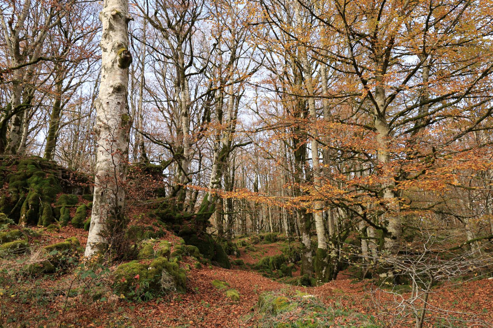 Imagen otoñal en un bosque del parque natural de Urbasa-Andía.