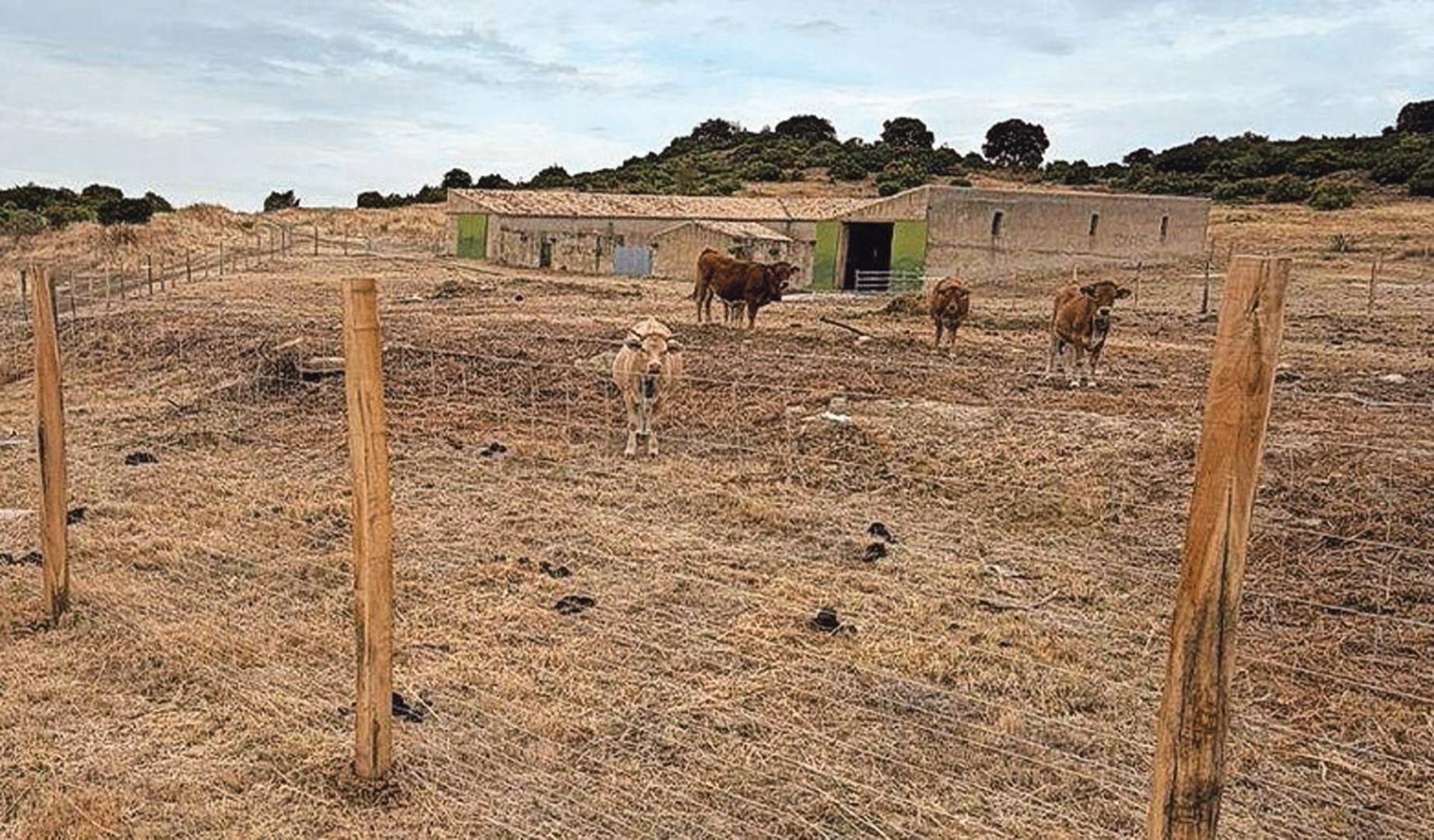 Tafalla
