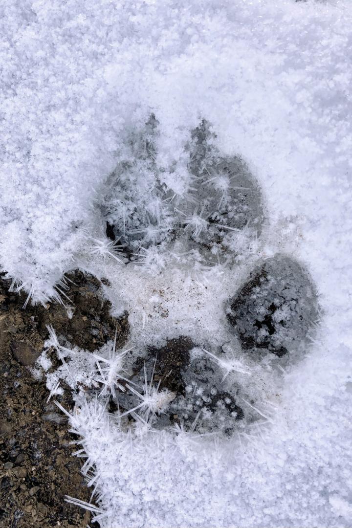 Huella del lobo en la nieve