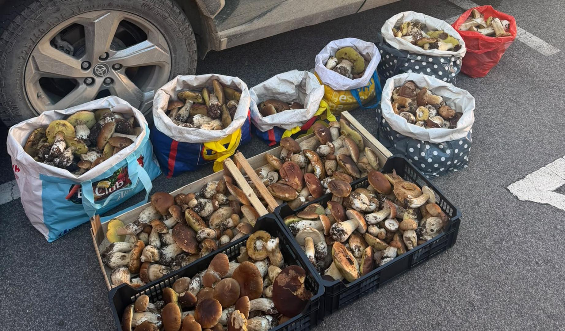 Guardia Civil interviene cerca de 100 kilos de hongos recolectados de forma irregular en Navarra