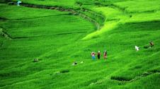 Granjeros trabajando en Khokana (Nepal)