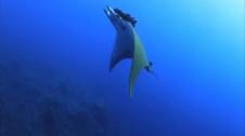 Fondos marinos en El Hierro