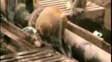 Un mono rescata a otro mono en una estación de la India
