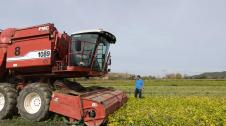 Inicio de la cosecha dle guisante en plantaciones de Gvtarra en Villafranca