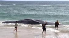 Una enorme ballena muerta ha aparecido flotando en las costas de Hawái. Lo preocupante han sido los motivos de su muerte. Tenía dentro de su estómago siete tipos de redes de pesca, seis trampas, un flotador y bolsas de plástico. Basura que impidió que el animal pudiera digerir lo que comía. Cada año se producen 35 millones de toneladas de plástico en el mundo, de las que una cuarta parte termina en el mar.