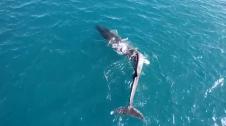 El Servicio Marítimo de la Guardia Civil ha localizado una ballena a dos millas de la playa de Cullera (Valencia). Los agentes, junto a personal de la Fundación Oceanogràfic, navegaron hasta el lugar, y comprobaron que tenía la columna lesionada. Poco después el cetáceo se dirigió a altamar, informan desde la Guardia Civil.