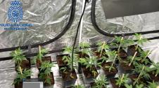 En el operativo de la Policía Nacional se ha detenido a un hombre de 55 años, que poseía una plantación de marihuana en su vivienda