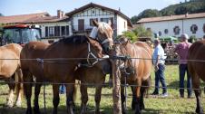 Imágenes del Día del Pastor en Amaiur con exhibición de ganado, concursos gastronómicos y de pastoreo