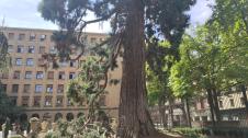 La sequoia del Palacio de Navarra, con varias ramas partidas.