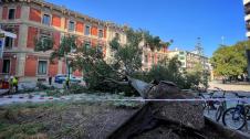 Árbol caído en el paseo de Sarasate
