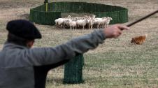 55º Campeonato de perros de pastor de Navarra.