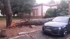 Vídeo de un pino derribado por la DANA en el HUN