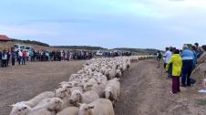 Entrada por El Paso de las Bardenas de las ovejas procedentes del Pirineo en la tradicional trashumancia