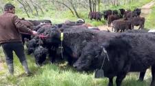 Vídeo con vacas de la raza Galloway pastando en Legarda en un proyecto de prevención de incendios