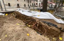 Catas en el arbolado del Paseo Sarasate Visita de la Comisión de Urbanismo en el Paseo Sarasate