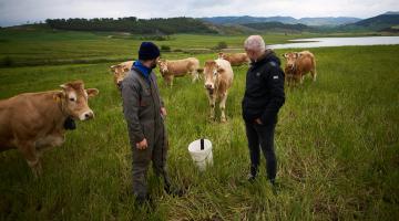 Gorka Izko y David Campión con vacas del primero en uno de los pastizales. Al fondo, la balsa y al otro lado de la lámina, las ovejas