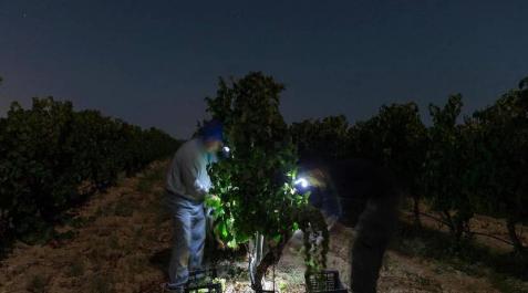 Una vendimia manual bajo la luz de la luna en Cadreita Más de 30 trabajadores han recogido en 3 noches 36.000 kilos de uva blanca Chardonay en Cadreita.