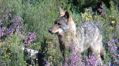 La protección del lobo es una oportunidad para las zonas rurales La protección del lobo es una oportunidad para las zonas rurales
