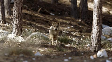 uN LOBO EN LEÓN. Un lobo en León.