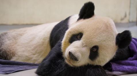 El oso panda gigante Tuan Tuan El oso panda gigante Tuan Tuan