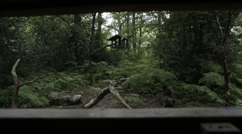 Orgi Un parapeto de observación en el bosque de Orgi