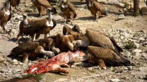 La instalación de comederos para buitres reduce los ataques a reses vivas Imagen de un grupo de buitres comiendo un animal muerto. ARCHIVO