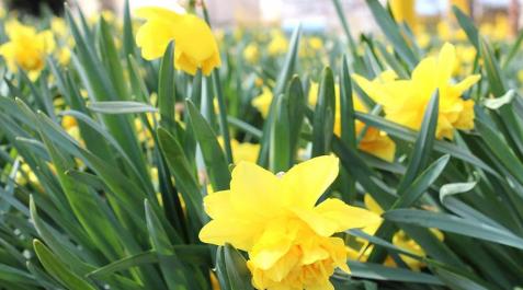 Las primeras flores